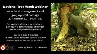 Woodland management and grey squirrel damage webinar