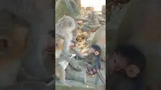Cutest Baby Monkey First Steps, Learn To Communicate With Bro & Mama #babyanimals #monkey #cute