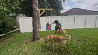 How to Build a Swing Set with NO LIMBS!