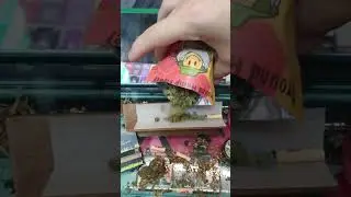 Get Beezy CBD & HHC Trim