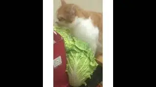 cat eating lettuce?whatt😸🤪 #shorts #pets #cats #lettuce #eating