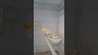 prima coppia a partire con la riproduzione  GIALLO MOSAICO linea Maschile