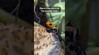 Зачем я приправил этих мух? #fyp #terrarium #youtubeshorts