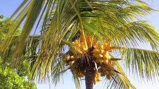 Coconut Tree Stock Video