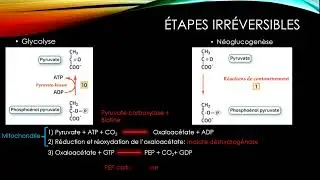 La néoglucogenèse en 8 minutes