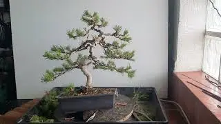 @pino halepensis(pino carrasco)trabajo de hoy espero que os guste