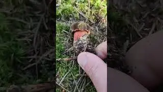 Pilze/Fungi. Neoboletus Luridiformis. Дубовик крапчатый