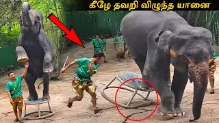 கீழே தவறி விழுந்த சாகச யானை 😲 (Elephant Slipped Down)| Karumangal