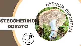 Lo steccherino dorato: un commestibile che vi darà soddisfazione