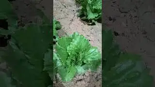 lettuce. #mybloppers #garden #lettuce #ad #arabic