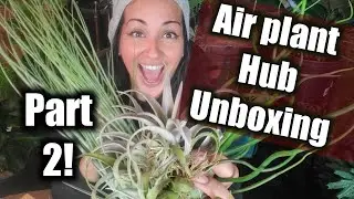 Air Plant Hub Unboxing Part 2  Greenhouse Mix 2019