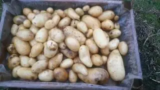 25.11.2019 - TEST (novembre) conservation des pommes de terre sous le foin (4)