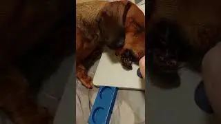 Dexter and the trixie move2win puzzle @Jessicake22 