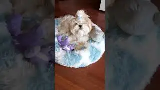je joue avec mon lapin