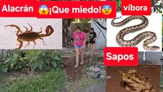 ¡CUIDADO!😱🐍La vida en el RANCHO🦂😨Animales🐸al Asecho🐜🕷