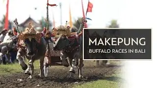 EXPLORING WEST OF BALI : MAKEPUNG BUFFALO RACES #BaliGoLiveCulture