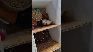 Chest Freezer with Compartments for Feed Storage
