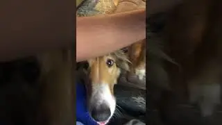Adorable Chaos: Dogs Interrupting Working from Home in Every Direction