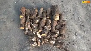 Навыки выживания. Сбор урожая гигантского дикого ямса.