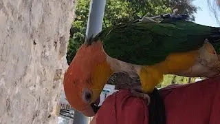 Felix#charot#chat #chaton   #parrots #miniparrot  #caiques  #oiseau # Exotic #cats #persan 🦜🐱