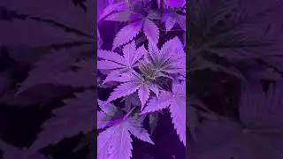 Glueberry O.G Kush Auto