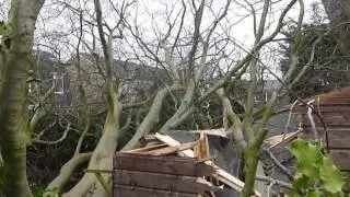 Hurricane Doris destroys our giant 50 year old beech tree, Wirral, UK
