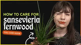 Sansevieria Fernwood Care (Dracaena Bacularis)