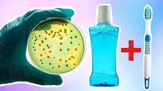 Petri Dish | Toothbrush + Mouthwash