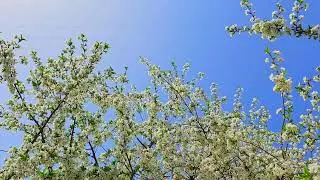 bees pollinating blooming cherry tree on blue sky background