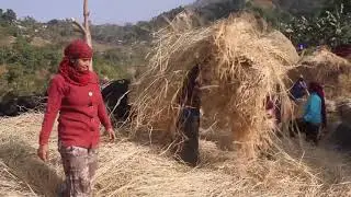 Daahi| डाही A traditional way to beating Paddy in the Bahundanda in  Nepal