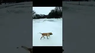 Skating with Echo the hard way. #dog #hockey