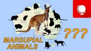 12 Most Popular Marsupial Animals in Australia
