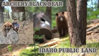 ARCHERY COLOR PHASE BLACK BEAR (DIY Idaho Bear Baiting)