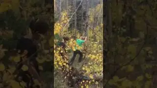 Tree tipping 2
