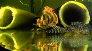 The King Tiger Pleco L066 - Hypancistrus sp. Feeding Dnepropetrovsk Ukraine