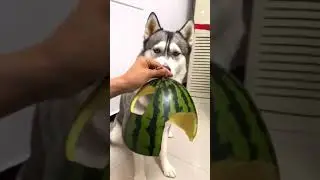 #shorts 🤣 Dog shoched watermelon hat