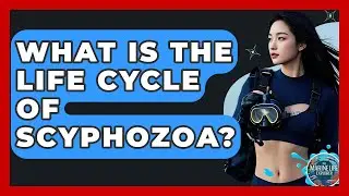 What Is The Life Cycle Of Scyphozoa? - The Marine Life Explorer
