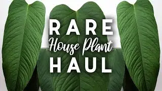 Rare Plant Haul! | Beautiful heart-shaped Philodendron!