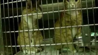 Visit Your Local Animal Shelter in 2010