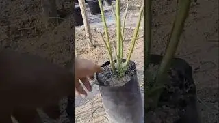 Seed grown beautiful colours multi branch Adenium @desurt rose @ trending flower plant #yt short