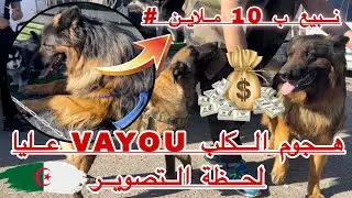 سعر البيع هو 10 ملاين / الكلب VAYOU يهجم عليا أثناء التصوير بصح ربي سترني ا 🇩🇿🇩🇿