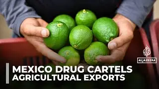 Mexican farmers face threats, extortion as cartels battle for control of agricultural exports