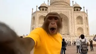 Baba Billa In Taj Mahal 🏰|| Ai Monkey Visits India || Ai Monkey Vlog || Baba Billa New Vlog || Veo 3