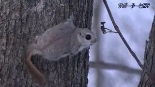 エゾモモンガ　2016