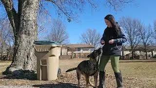 Teach your dog to Spin using a lure!