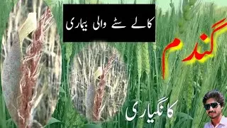 Loose smut Disease in wheat crop:How to control Loose smut Disease of wheat , black spike in wheat