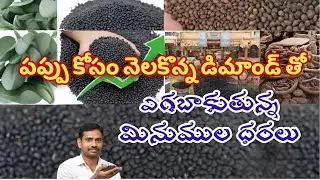 Pulse prices are rising due to the demand for pulses.