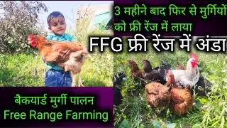 Free Range Chicken Farming | कम खर्च में मुर्गी पालन कैसे करें | ये होता है असली फ्री रेंज