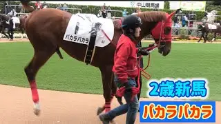 同期の女の仔達に興奮して5本脚でパカラパカラしちゃうパカラパカラ