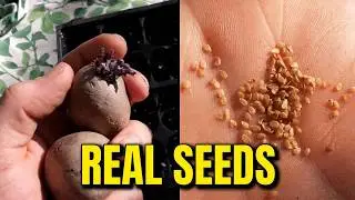 Planting Potatoes From SEEDS! 👨&zwj;🌾🌱🥔